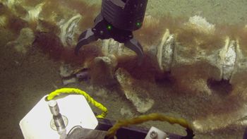 Media type: image;   Invertebrate Zoology 153512 Description: live specimen;